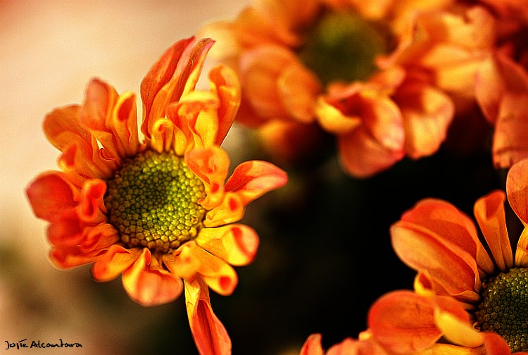 Macro tiny flowers © Jojie Alcantara